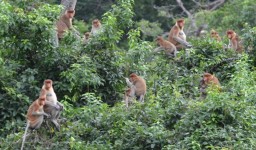 Libido Seks Monyet di BKSDA Pangandaran Tergolong Tinggi