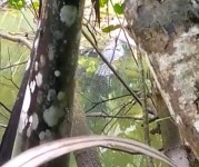 Heboh! Seekor Buaya Besar Ditemukan Warga di Sungai Citonjong Pangandaran