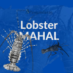 Ini Dia Jenis Lobster Mahal yang Hidup di Perairan Indonesia
