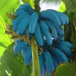 Mengenal Manfaat Pisang Biru ‘Blue Java’ Langka dan Unik Rasa Ice Cream Vanila