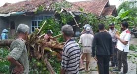 Lima Rumah di Pangandaran Tertimpa Pohon Tumbang Saat Diterjang Angin
