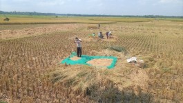 Supaya Tidak Merugi, Petani di Pangandaran Lakukan Panen Padi Serentak