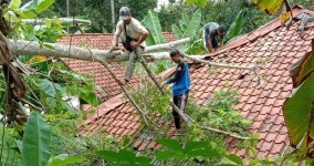 Diterjang Hujan yang Disertai Angin Kencang, Pohon di Pangandaran Roboh Timpa Rumah Warga