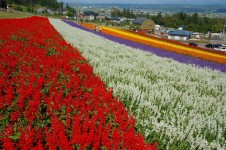 Rainbow Garden Tourism Park, The Beauty of Colorful Flowers in Gowa