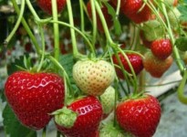 Mudah dan Sederhana, Cara Menanam Strawberry Berbuah Lebat