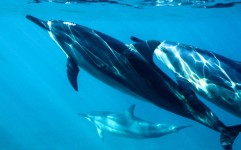 6 Fakta Unik Lumba-lumba yang Sangat Menarik Untuk di Ketahui