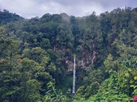 Indonesia Memiliki Hutan yang Masuk Golongan Terbesar  di Dunia, Dimanakah itu 
