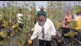 Penjabat Walikota Banjar Ikut Rasakan Panen Buah Melon, Ini Kesan Ida Wahida
