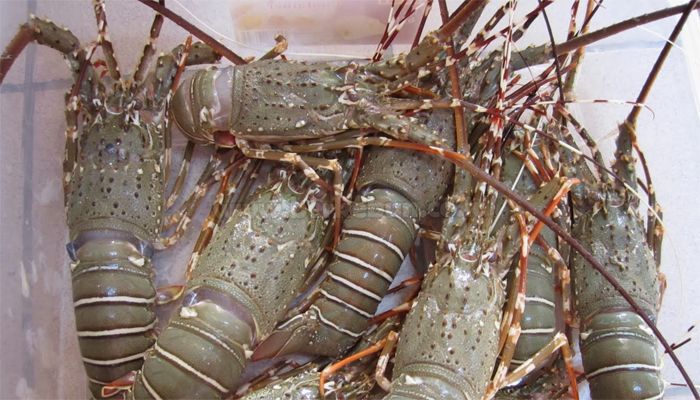 8 Cara Jitu Budidaya Lobster Air Tawar Peluang Bisnis yang Menjanjikan