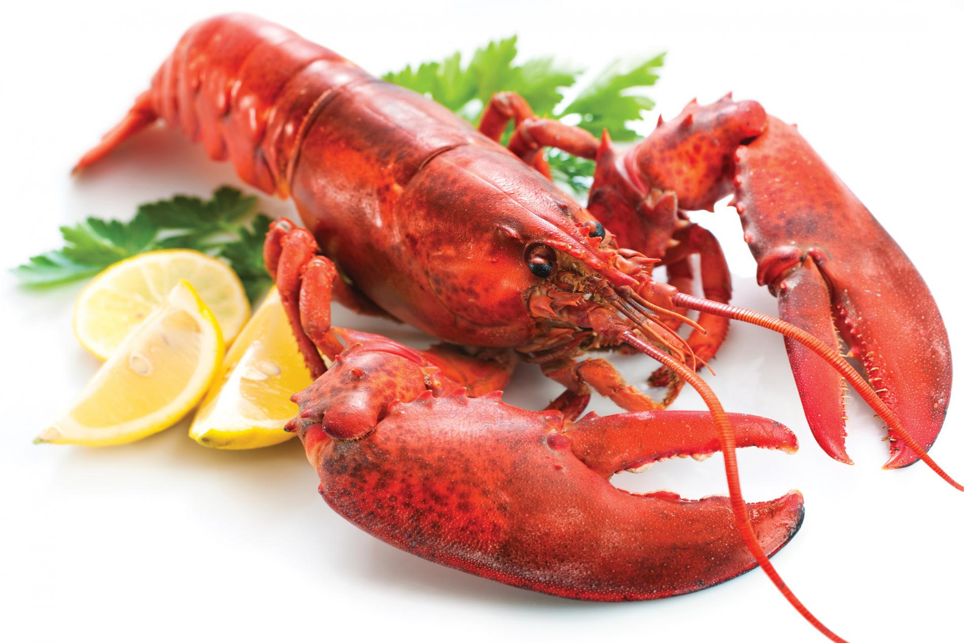 Termasuk Lobster, Ini dia 6 Seafood Termahal Sedunia yang Harganya Bikin Pingsan