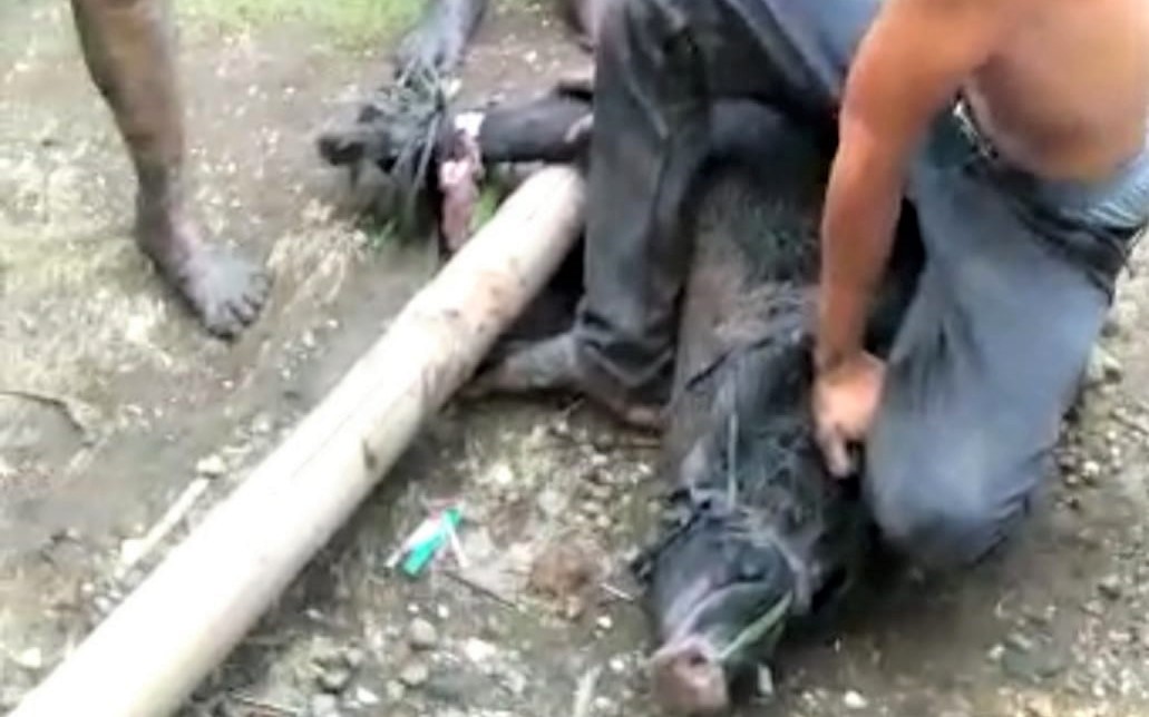 Seorang Warga Terluka Saat Menangkap Babi Hutan Masuk Kampung di Pangandaran