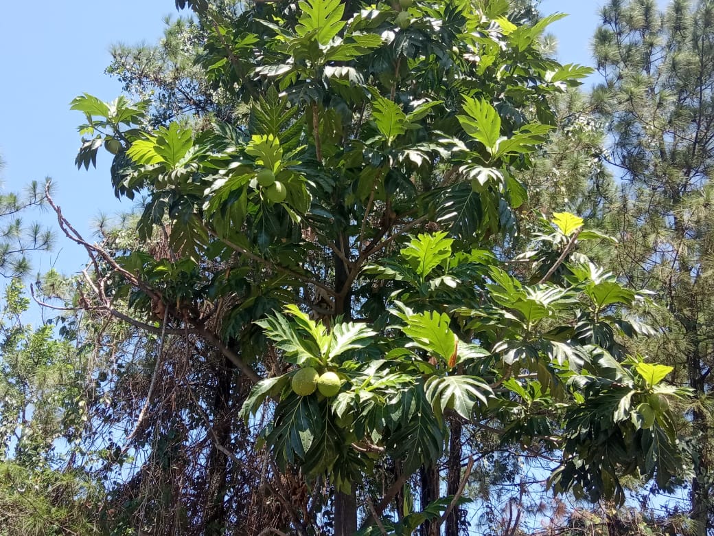 Bikin Merinding, Berikut Ini Pohon yang Sering Menjadi Sarang Hantu dari Pocong Hingga Kuntilanak