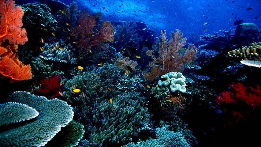 Menikmati Indahnya Kekayaan Laut di Indonesia di Taman Laut Bunaken yang Penuh Keajaiban