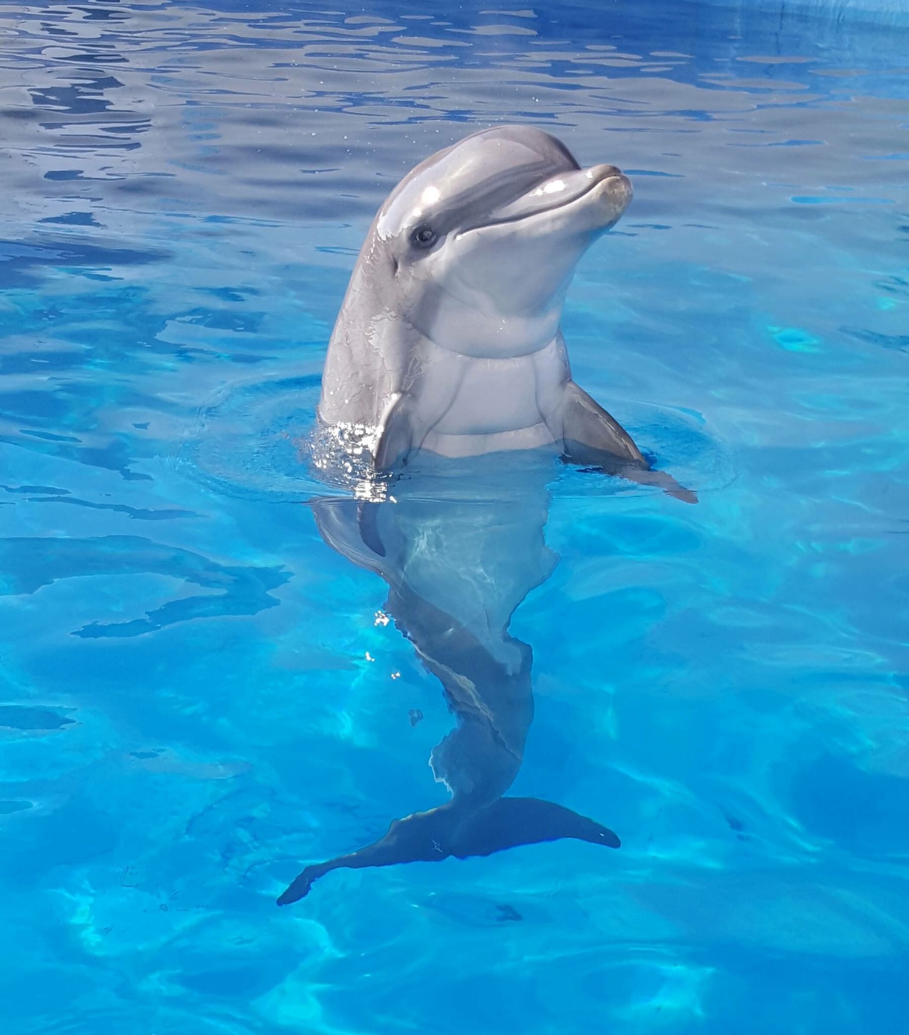 Mengenal Kecerdasan Dolphin