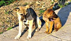 Pertolongan Pertama Yang Bisa Dilakukan Saat di Gigit Anjing Rabies 