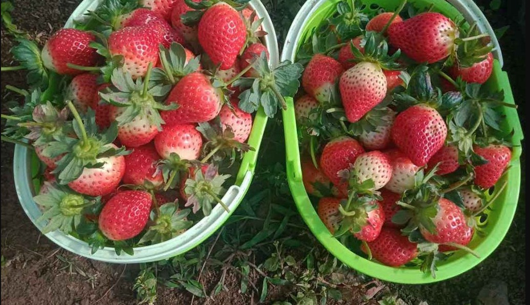 Cara Mudah dan Sederhana Menanam Strawberry Berbuah Lebat