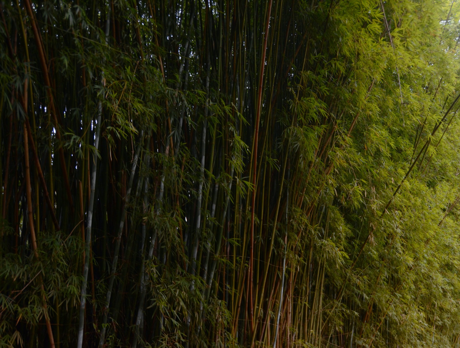 Mitos Bambu Kuning, Inilah 4 Magis yang Dimiliki Bambu Kuning 