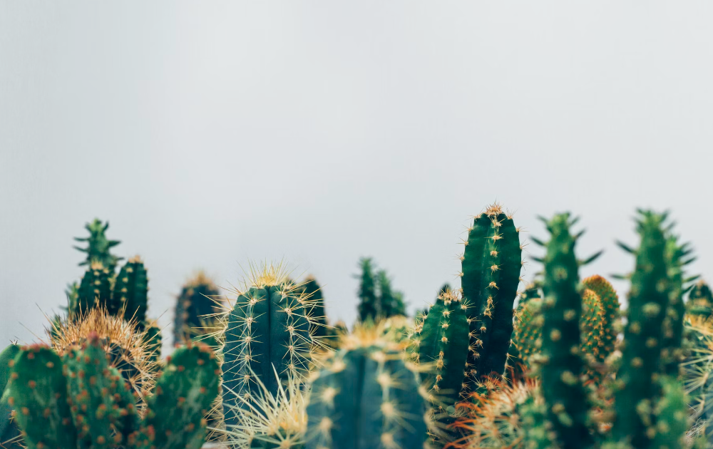 Cara Merawat Kaktus Agar Tetap Hidup Agar Dapat Bertahan Lama